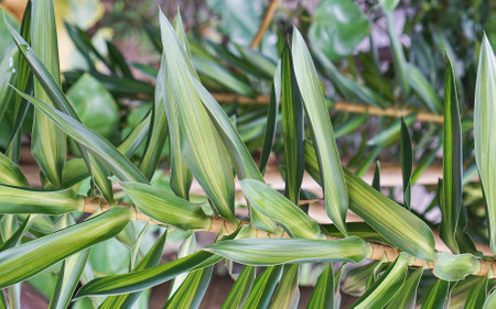 the leaves of a plant..の写真素材