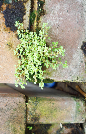 a plant growing in a wall.の写真素材