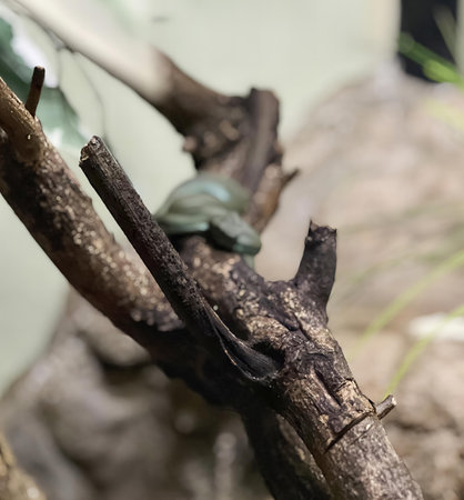 a branch with a lizard on it.