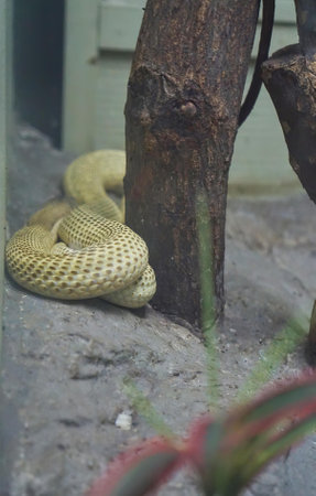 a snake rests on a tree trunk.