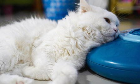 a white cat laying on top of a table.の写真素材