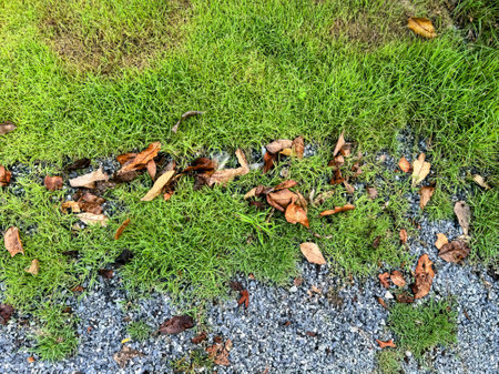 a green grass covered ground with leaves and pebbles.