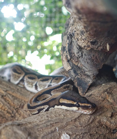 a snake in a tree.