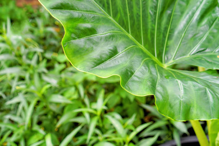 a leaf of a plant.