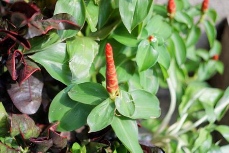 a plant with red flowers.