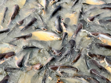 fish in a pond with water drops.