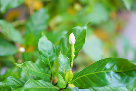 a flower bud on a tree.の写真素材