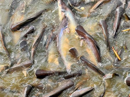 a large number of fish in the river.の写真素材