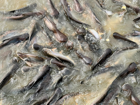 a large number of fish in the water.の写真素材