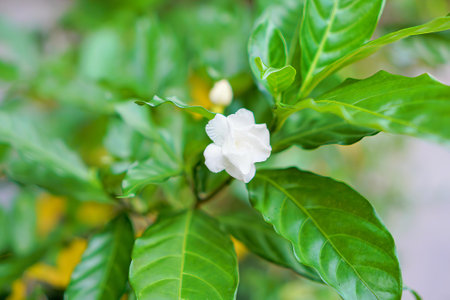 a flower on a tree.の写真素材