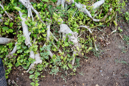 the roots of a tree.