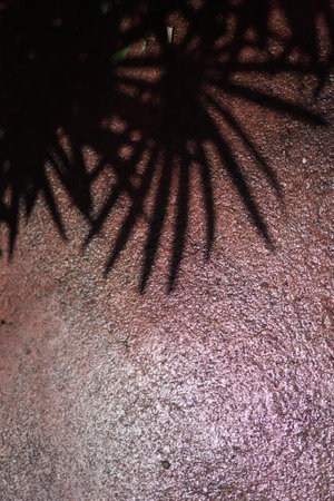 a shadow of a palm tree on a wall.