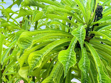 a tree with green leaves.の写真素材