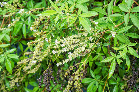 flowers of the - photo #.の写真素材