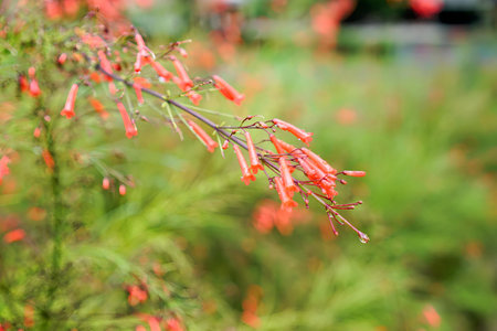 red flowers in the garden.