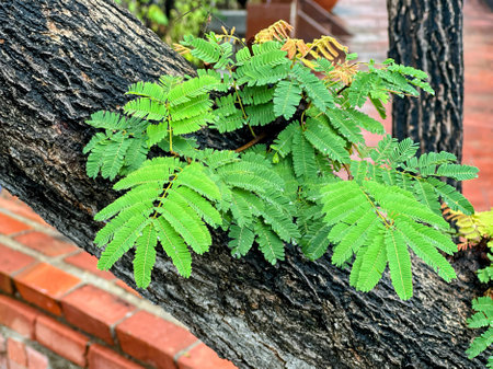 a tree with a few leaves growing on it.