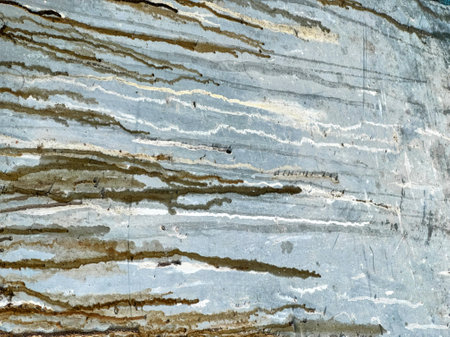 texture of a tree trunk.