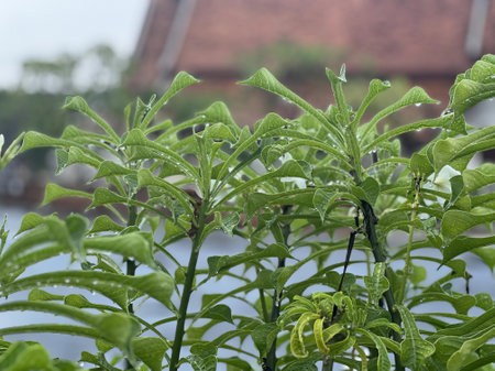 a plant with green leaves and a red roof in the background.