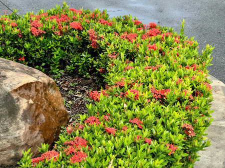 a bed of flowers in the front yard.の写真素材