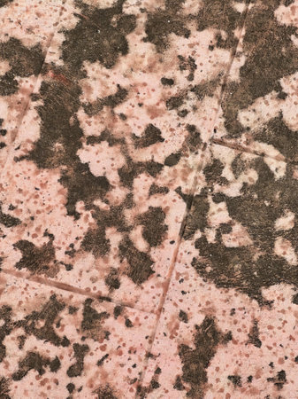 a close up of the pink and brown leaves on the ground.の写真素材