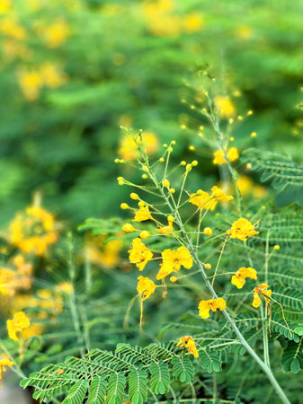 yellow flowers in the forest.の写真素材