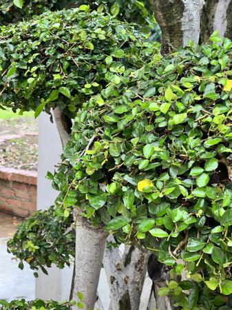 a tree with a lot of leaves.