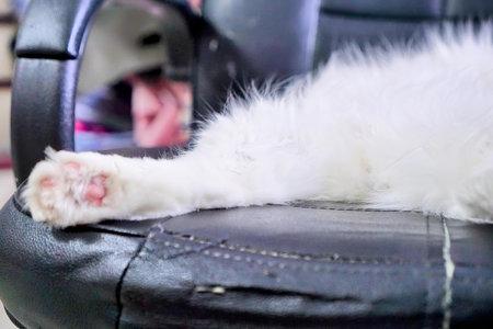 a cat laying on a leather seat next to a mirror.の写真素材