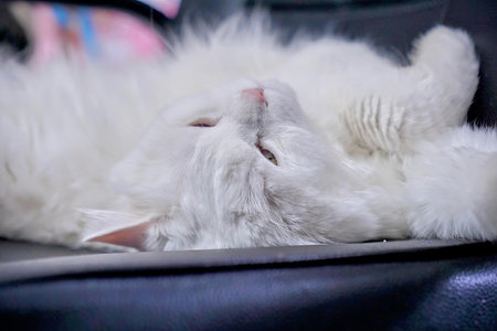 a white cat laying down in a suitcase.の写真素材