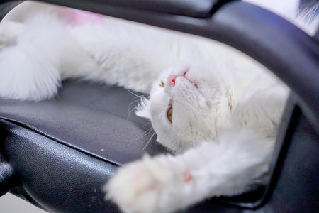 a white cat laying on a black seat.の写真素材