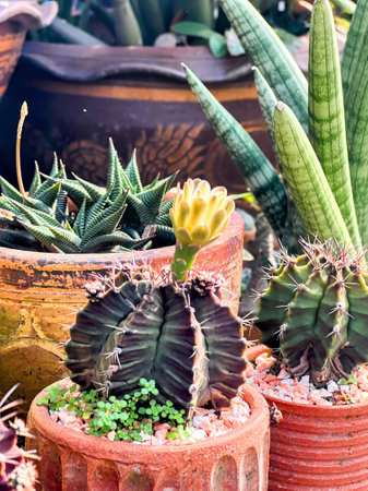 a plant in a pot.の写真素材