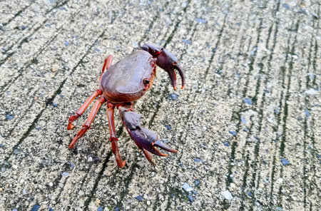 a crab on the beach.