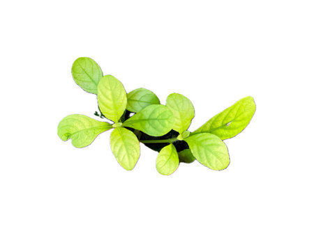a plant with green leaves on a white background.の写真素材