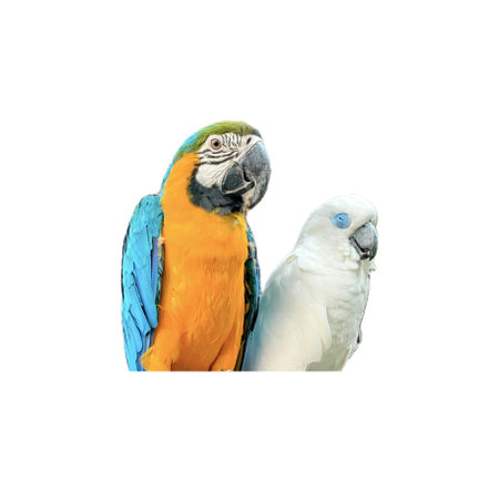 a pair of parrots in a white background.