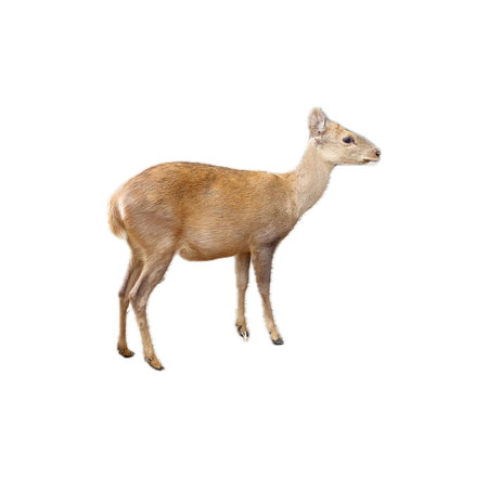 a deer on a white background.の写真素材