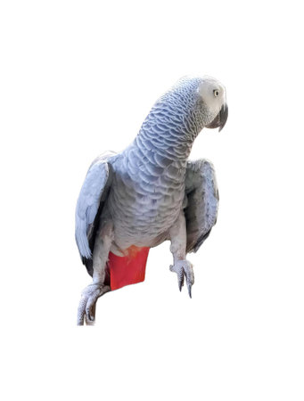 a parrot on a white background.の写真素材