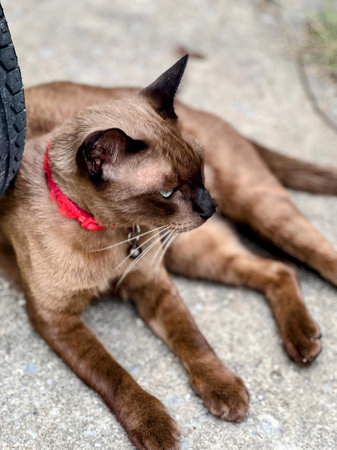 a cat laying on the ground with a red collar.の写真素材