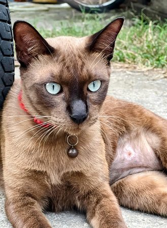 a cat is sitting next to a tire.の写真素材