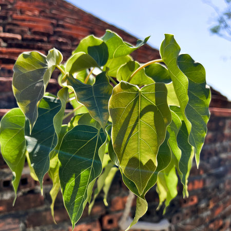a tree with green leaves.