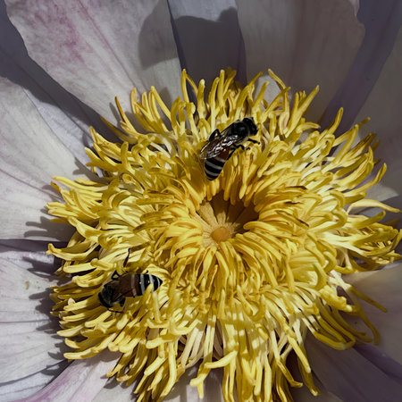a photography of bees in a flower.の写真素材