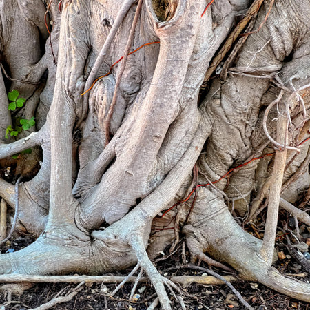 the roots of the banyan tree.