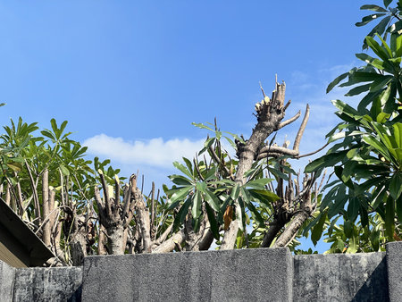 a wall with a plant growing on it.