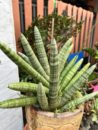 a photography of a potted plant with a green plant in it.の写真素材