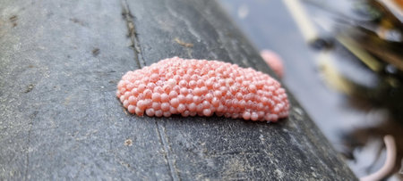 a photography of a pink beaded object on a wooden surface.の写真素材