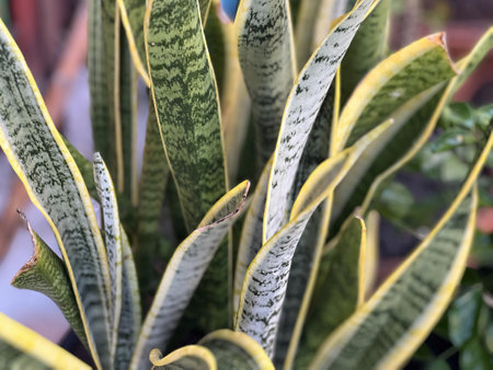 a photography of a plant with a lot of leaves in it.の写真素材