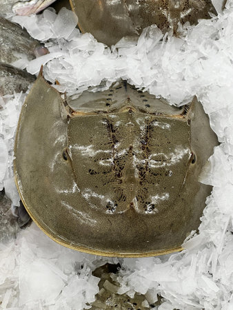 a photography of a horseshoefish on ice with a few other fish.