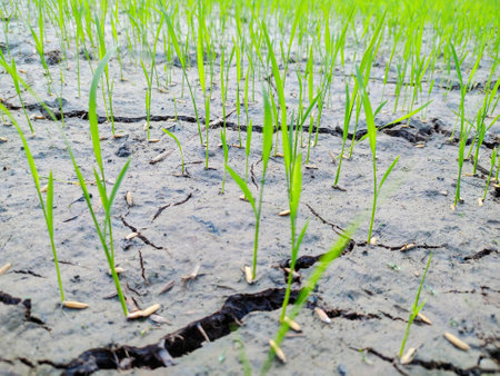 a photography of a patch of land with grass growing in it.の写真素材