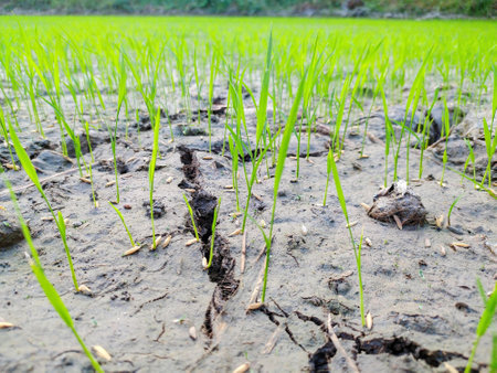 a photography of a field of grass with a few small sprouts.の写真素材