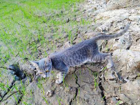 a photography of a cat walking on a rocky path in a field.の写真素材