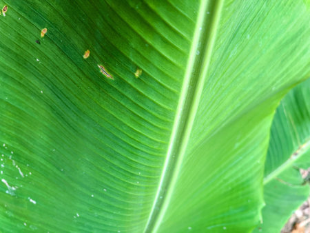 a photography of a green leaf with a few small bugs on it.の写真素材