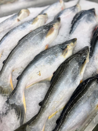 a photography of a bunch of fish sitting on top of a pile of ice.の写真素材